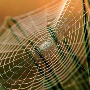 The mystery of the strength of spider silk has been discovered