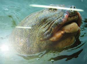 The mystery of the 'voice' of the creature