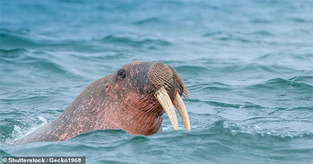 The mystery of the warrior family disappeared because of an extinct creature