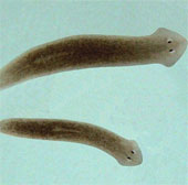 The mystery of the worms 'living worms', though killed hundreds of times