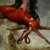 The mystery of thousands of Humboldt squid washed ashore