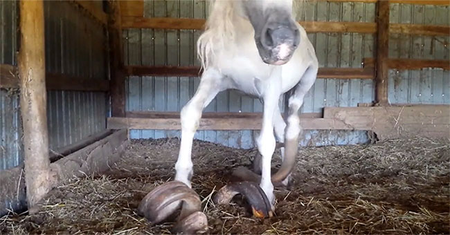 The nails are nearly 1 meter long of two horses for 15 years forgetting to cut nails