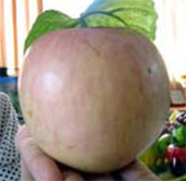 The naked eye cannot distinguish between fruits with chemicals