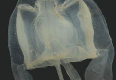 The name of the new jellyfish is named after the 9-year-old pupil