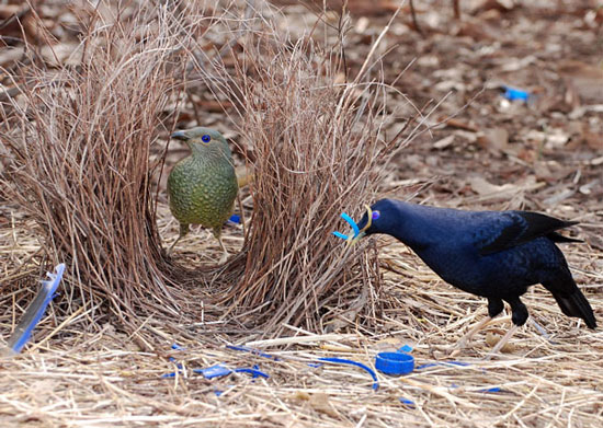 The nest nest knows how to plant fruit trees to make a nest