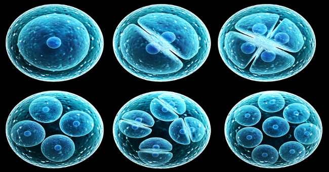 The Netherlands produces embryos without eggs and sperm