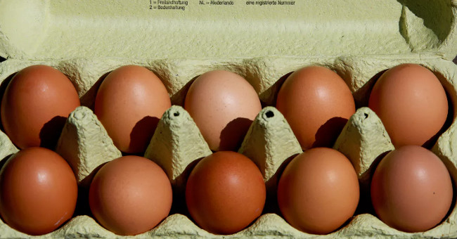 The Netherlands recovered many millions of poisonous chicken eggs