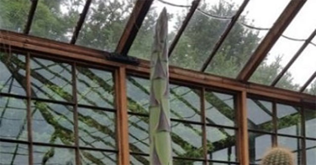 The new 57 year old tree blooms and dies