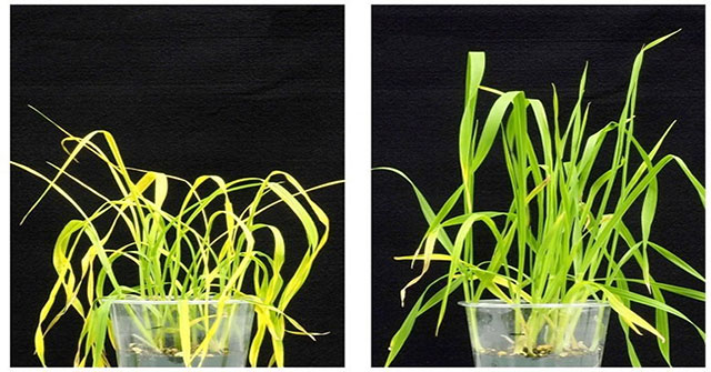 The new active ingredient protects plants from drought, despite climate change