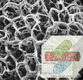 The new biological printing method helps create tissue containing vascular networks