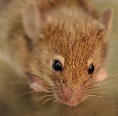 The new brain circuit illuminates the active whisker movement in mice