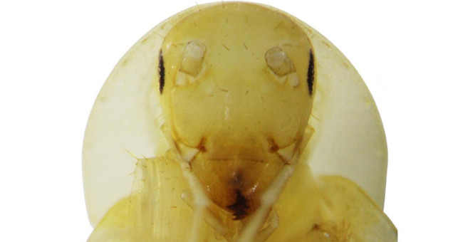 The new cockroach species looks like an alien creature in Vietnam