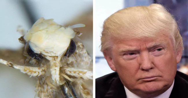 The new creature is named after Donald Trump for an unexpected reason