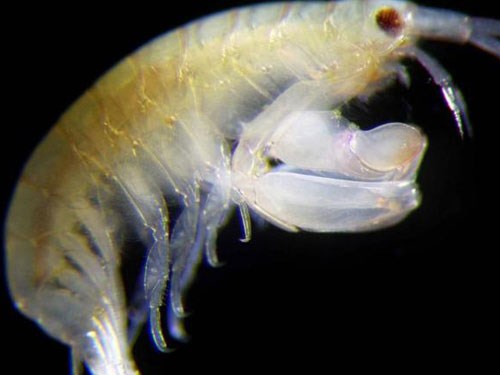 The new crustacean is named after singer Elton John