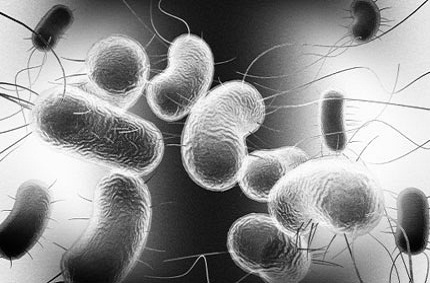 The new device quickly tests pathogens