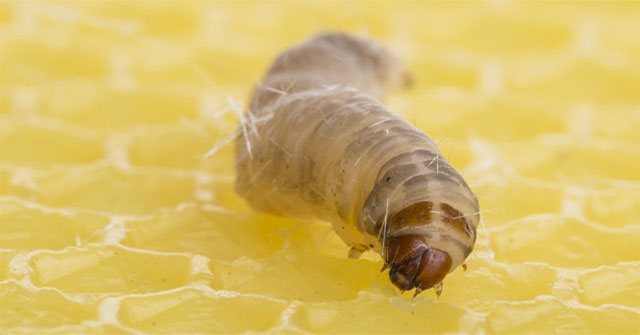 The new discovery: Caterpillars and their gut bacteria easily digest the most persistent plastic