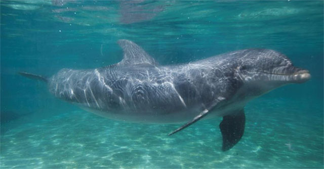 The new finding helps explain why mammals have better hearing