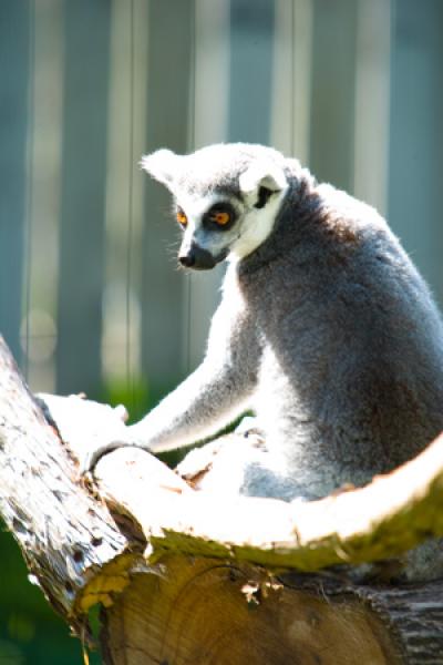 The new hypothesis explains why male and female lemurs are about the same size