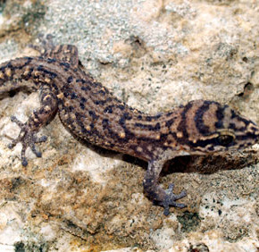 The new lizard discovered in the rainy night