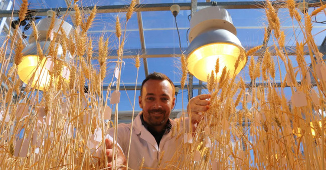 The new method helps harvest 6 wheat crops a year