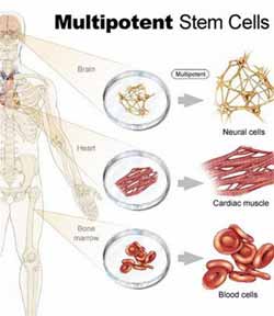 The new method of stem cells does not kill embryos