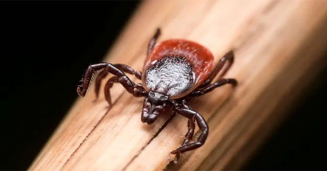 The new mysterious virus is spreading everywhere in China