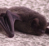 The new strain of SARS is related to bats