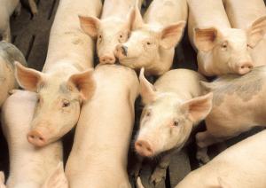 The new vaccine helps fight a dangerous virus on pigs