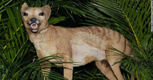 The news that Tasmanian tigers became extinct 80 years ago appeared in Australia