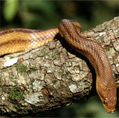 The nightmare of the brown king snake