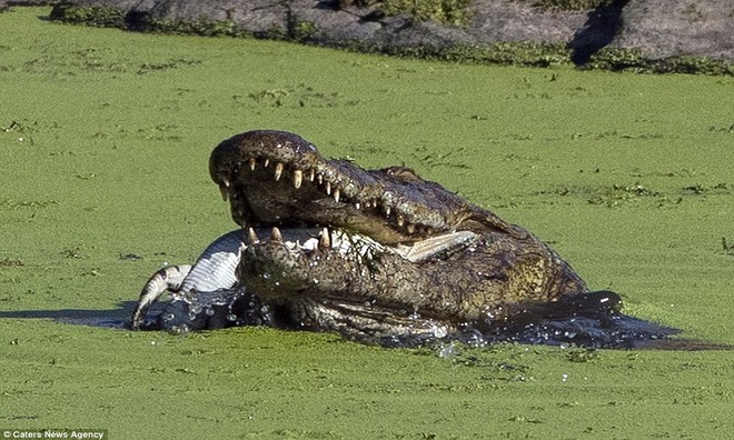 The Nile crocodile gobbled up its kind mercilessly