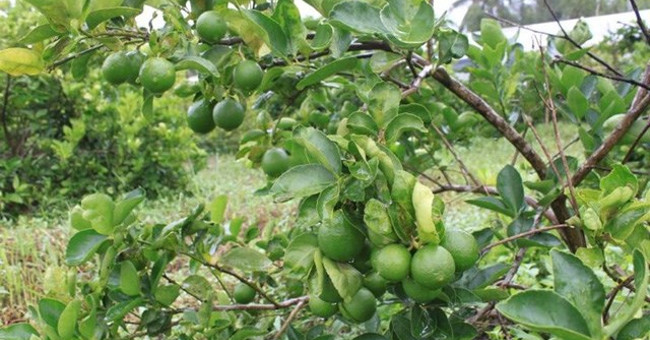 The non-seedy fruits harvest the