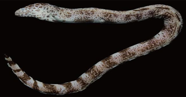 The Northern Hemisphere fish is found in Vietnam