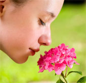 The nose smelled 1,000 billion different smells