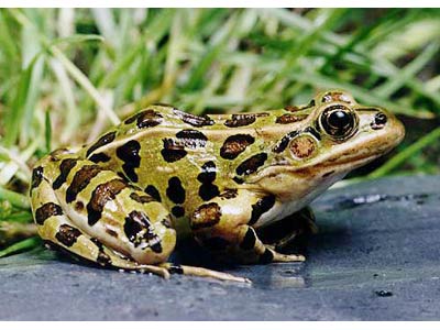 The number of amphibians decreases due to fungal infections