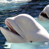 The number of Arctic whales increases