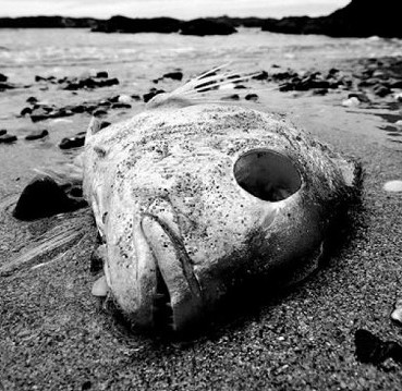 The number of 'dead zones' in the sea is increasing