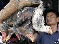 The number of deaths from bird flu in Indonesia increased