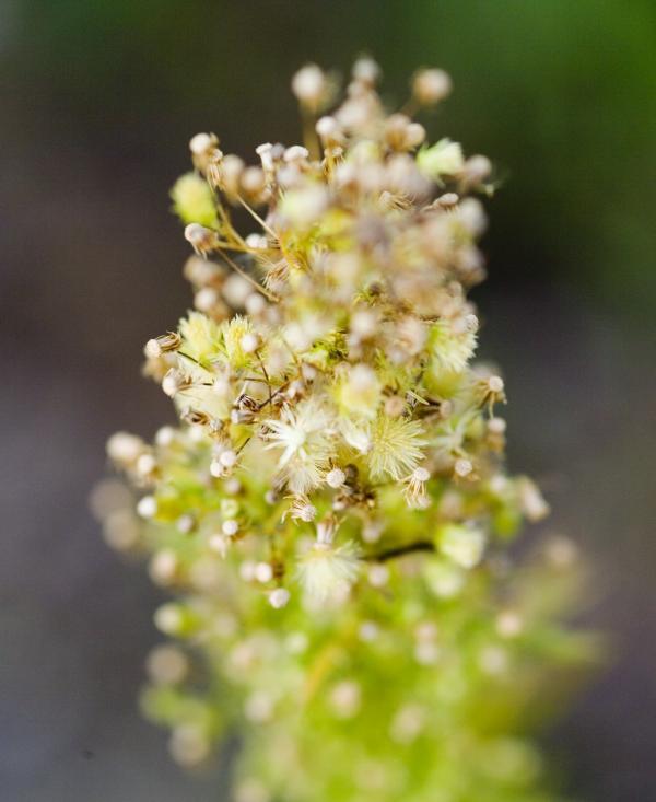 The number of exotic plants increased significantly in Europe