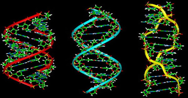 The number of genes does not determine the level of human evolution