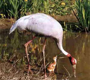 The number of migratory cranes in the Mekong Delta is less and less