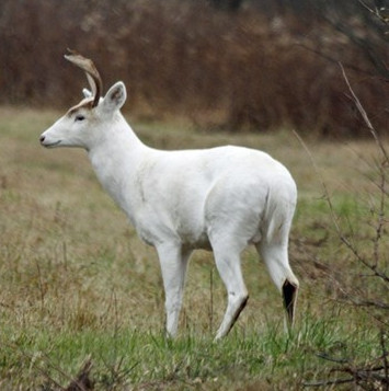 The number of rare white deer flocks in the US military arsenal