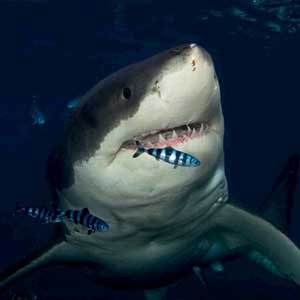 The number of sharks that attacked people in 2010 was a record high