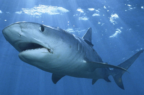 The number of sharks that live in the reef at TBD decreases