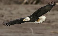 The number of silver eagles soars