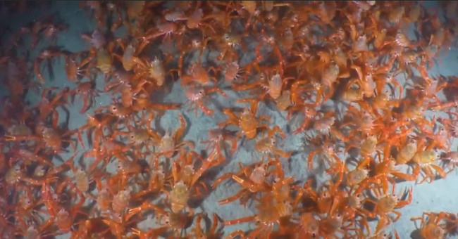 The number of tuna crabs migrated along the US seabed