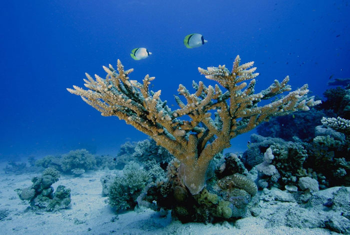 The ocean is acidifying at the fastest rate