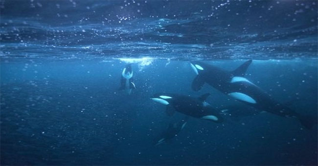 The ocean is poisoned, half of the killer whales will die