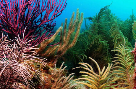 The ocean is threatened