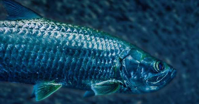The ocean 'killer' hunts with amazing speed
